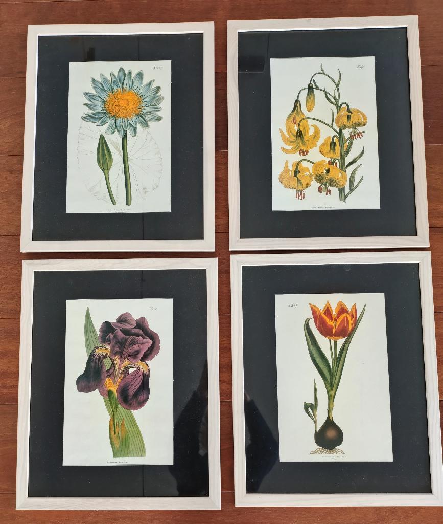 Vier ingelijste botanische afbeeldingen, Ophalen