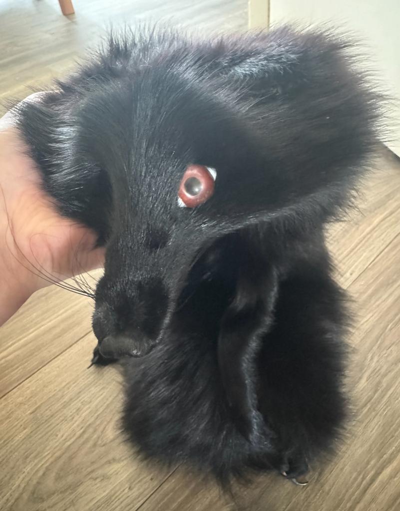 vos sjaal Taxidermy zilver vos super kwaliteit, Verzenden, Wild dier, Opgezet dier
