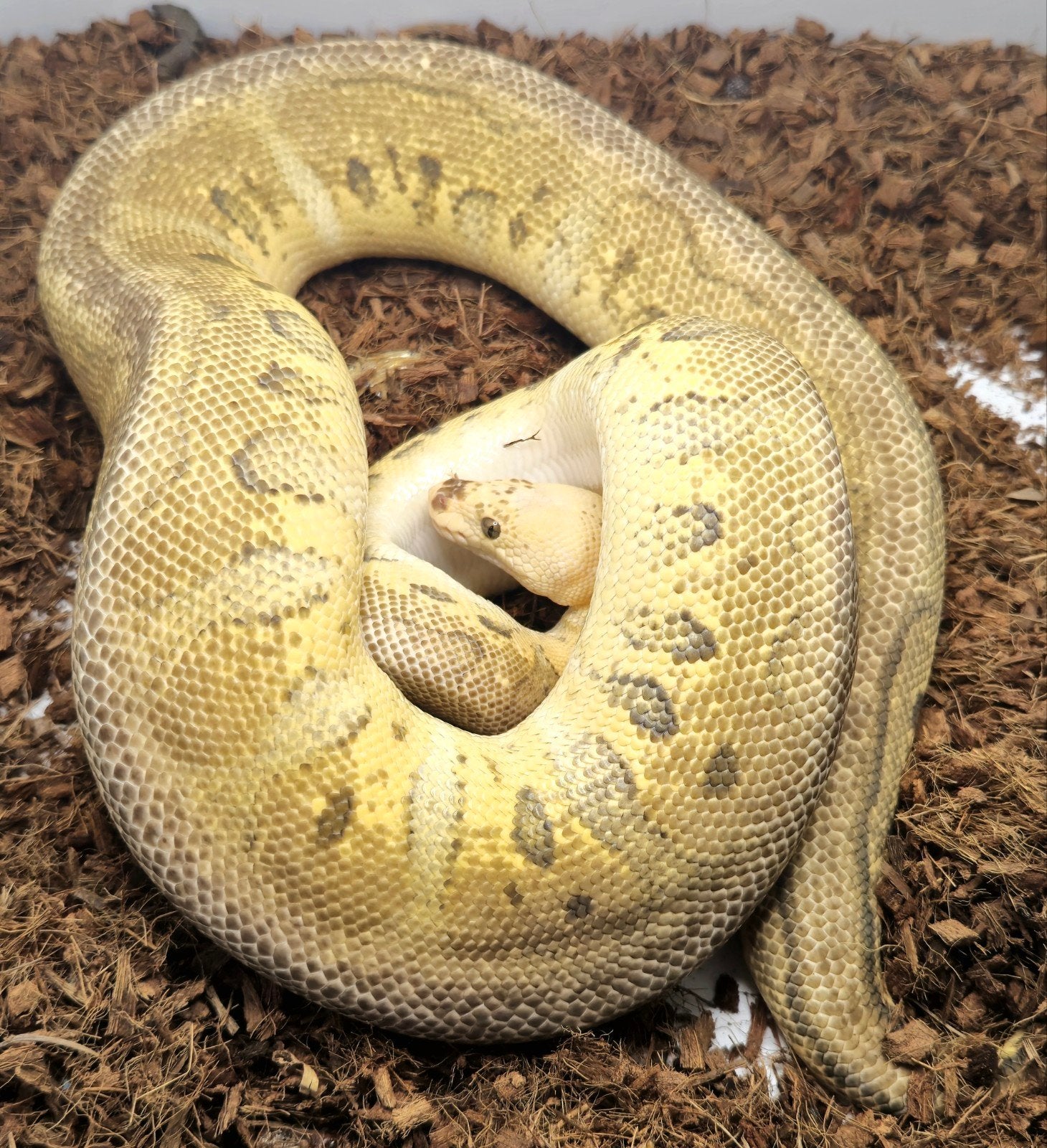 0.1 Pastel Clown, Dieren en Toebehoren, Slang, Tam, 3 tot 6 jaar