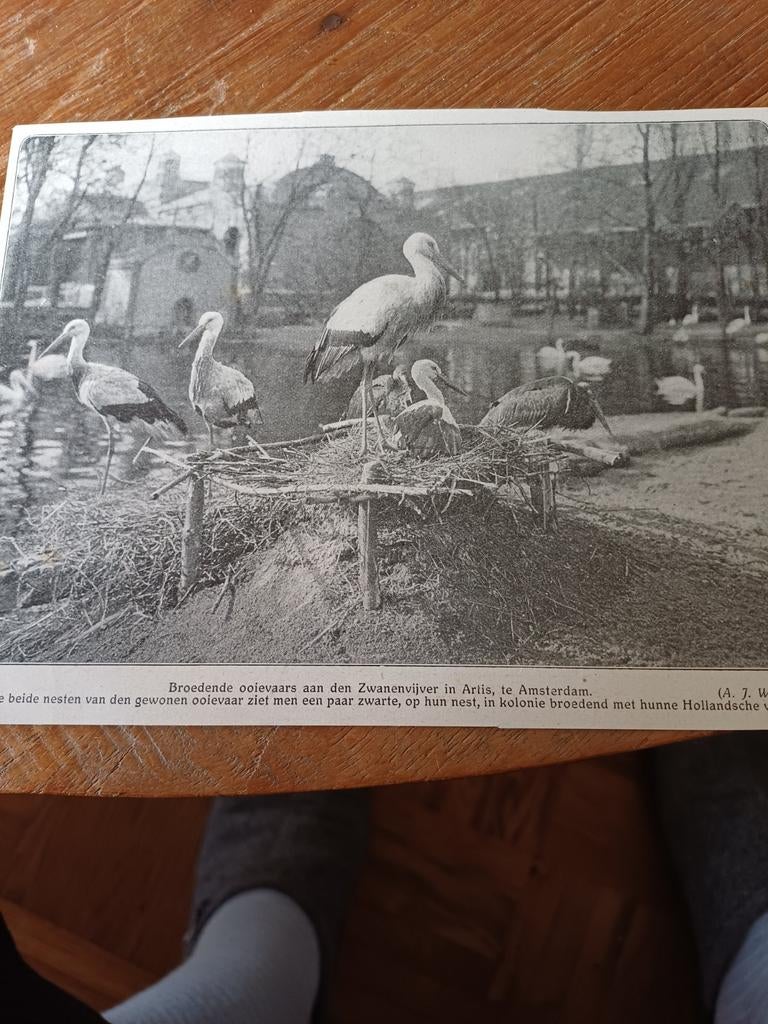 Knipsel ooievaars dierentuin Artis Amsterdam 1909, Ophalen of Verzenden, Gebruikt, Paard, Beeldje of Figuurtje