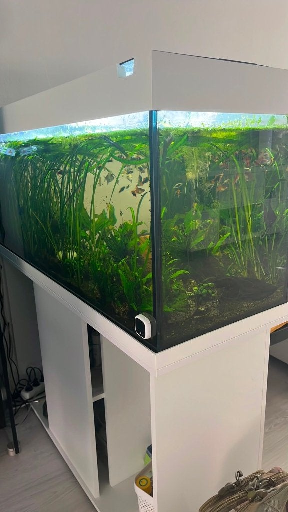 Juwel Rio 240L aquarium + originele witte kast, Ophalen, Inclusief vissen, Juwel, Gevuld zoetwateraquarium