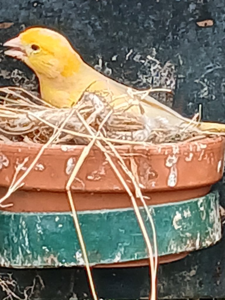 kanarie  oranje pop, Dieren en Toebehoren, Vrouwelijk, Kleurkanarie