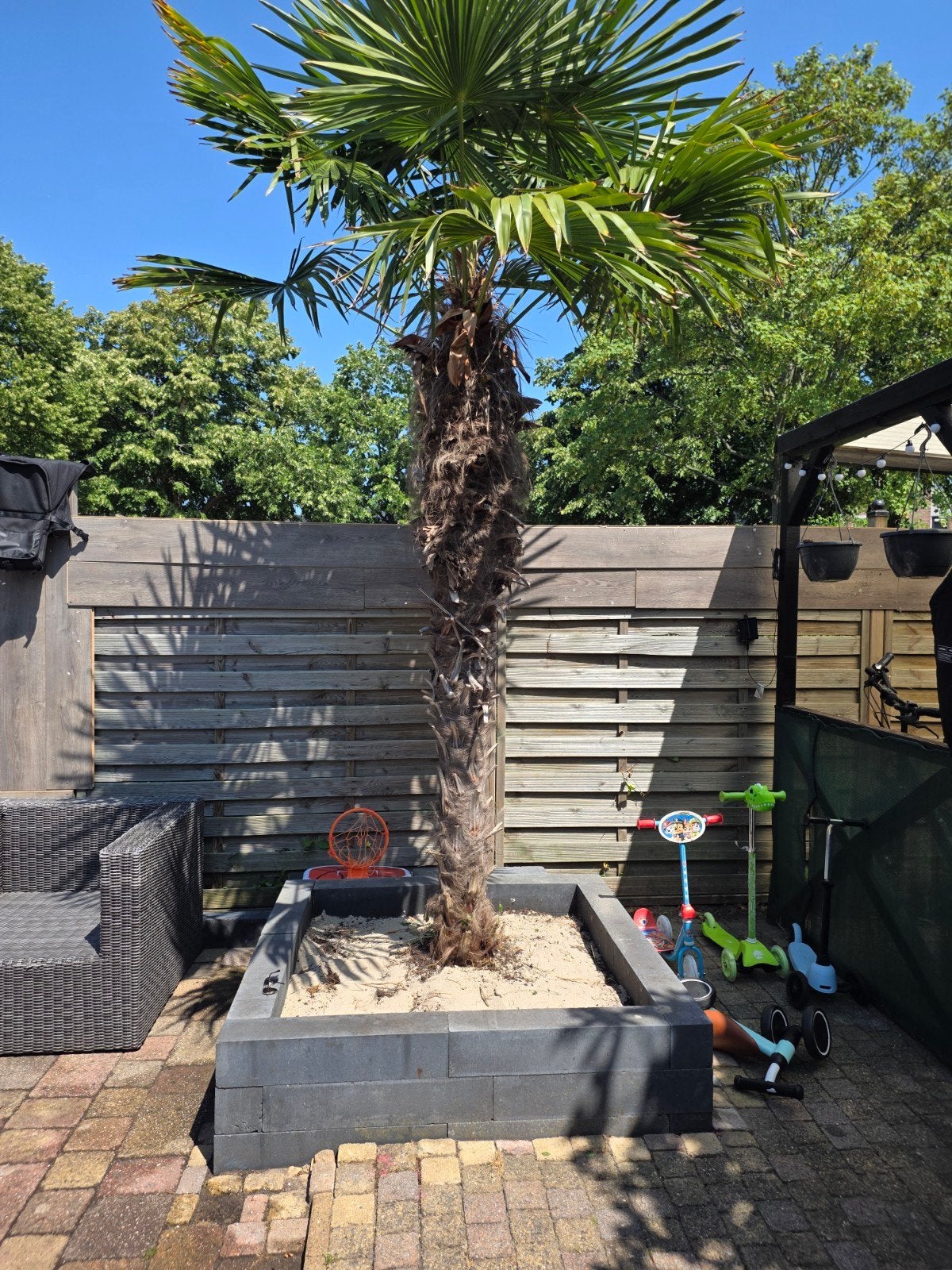 Grote Palmboom - Trachycarpus Fortunei, Ophalen of Verzenden, Bloeit niet, Overige soorten, Volle zon