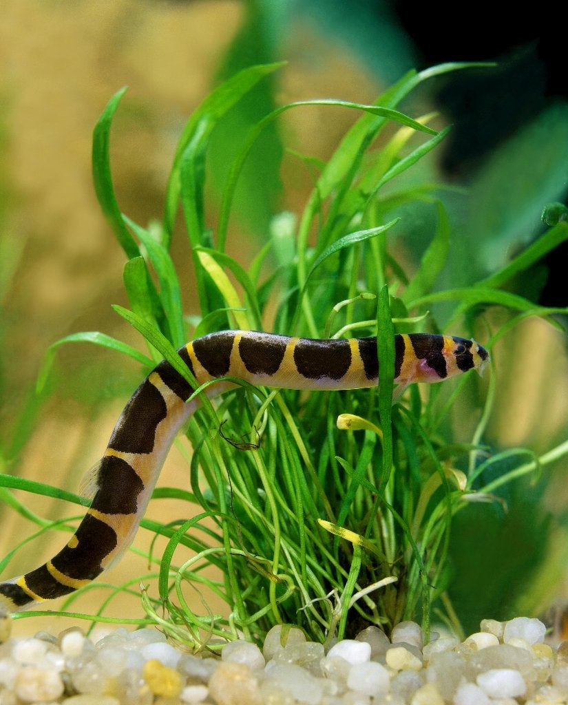 Pangio Kuhlii te koop, Dieren en Toebehoren, Vis, Zoetwatervis, Schoolvis