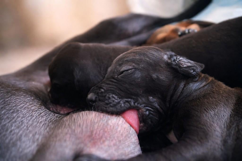 Rhodesian Ridgeback pups zwart, België, Particulier, Overige rassen, 8 tot 15 weken