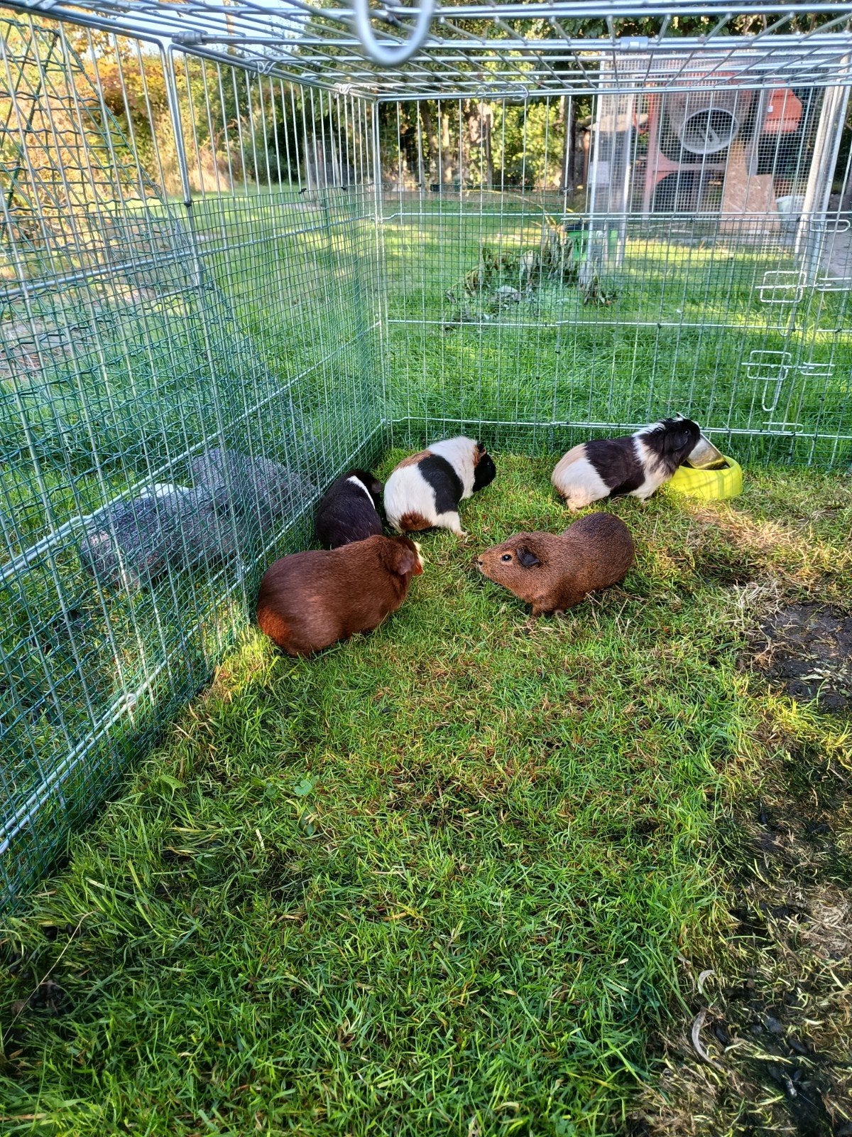 cavia's te kóop 5 vrouwtjes en 2 mannen, Dieren en Toebehoren, Cavia, Juni, Meerdere dieren, Tam