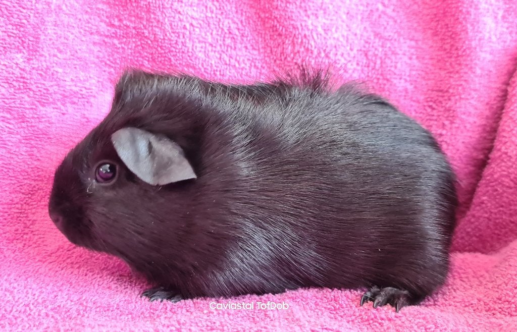 zwart rood ridgeback zeug, Dieren en Toebehoren, Cavia, Juli, Vrouwelijk, Tam