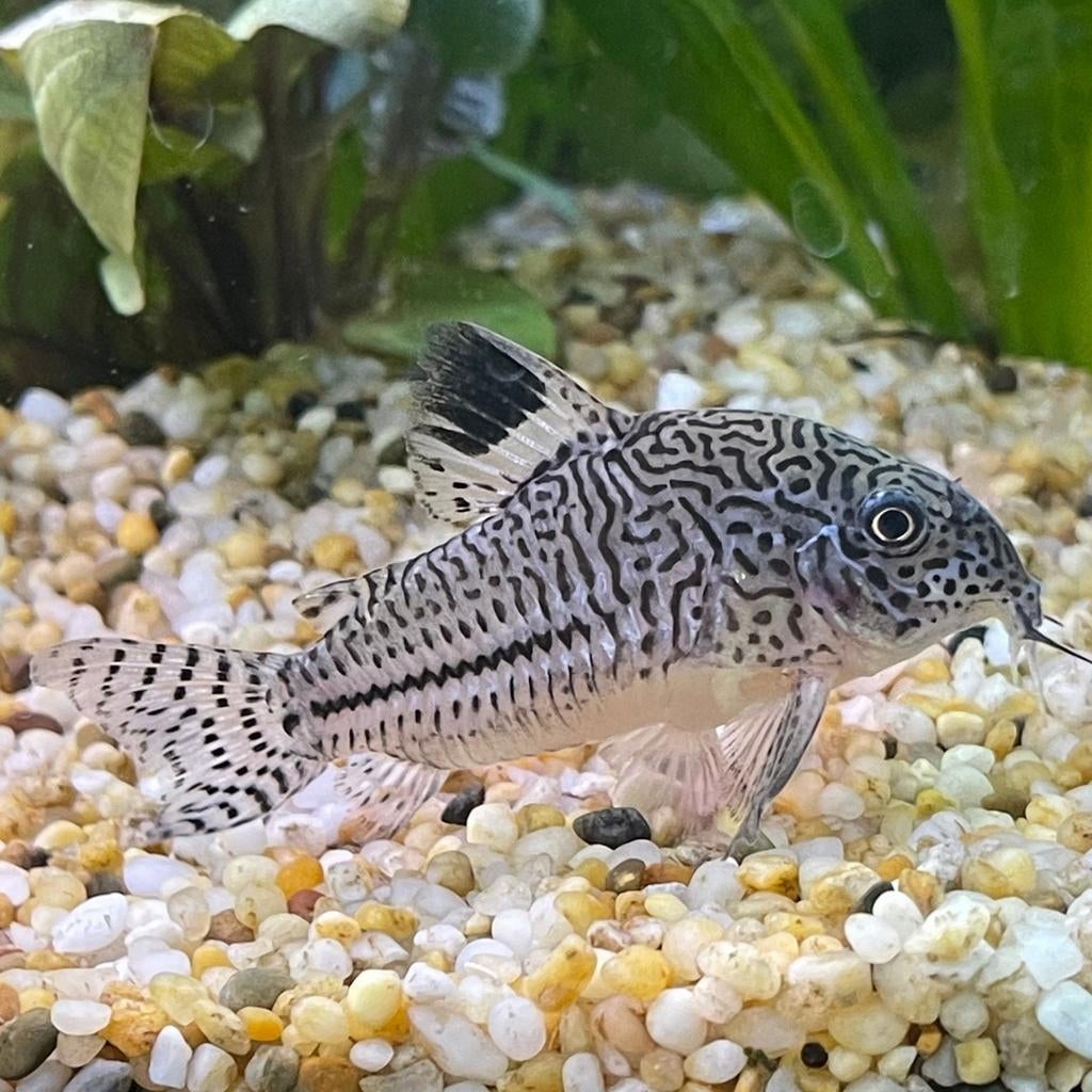 Corydoras julii, Dieren en Toebehoren, Vis, Zoetwatervis, Schoolvis