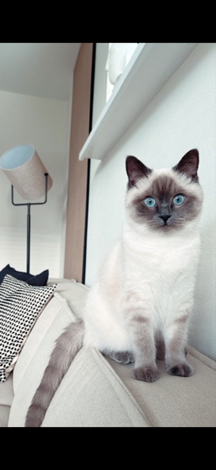Ragdoll kat zoekt een liefdevol huisje, Poes, Gechipt