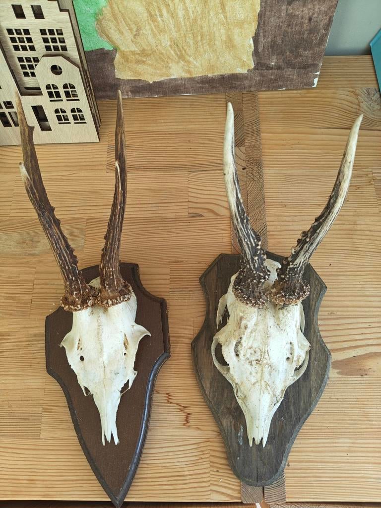 2x Reeëngewei ree gewei op houten schild, Verzamelen, Overige Verzamelen, Gebruikt, Ophalen of Verzenden