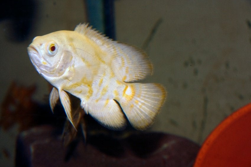 Zuid Amerikaanse Cichliden: Astronotus ocellatus Lemon, Dieren en Toebehoren, Vis, Zoetwatervis