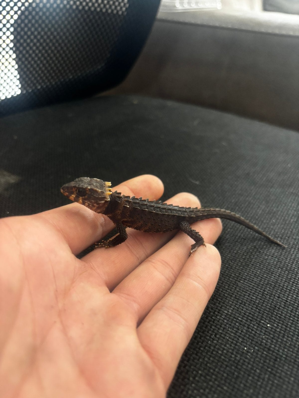 Tribolonotus gracilis 0.1 Red eyed crocodile skink helmskink, Hagedis, 0 tot 2 jaar