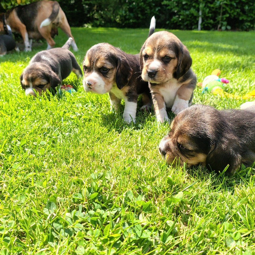Prachtige Beagle Pups aangeboden, Dieren en Toebehoren, Honden | Beagles, Bassets en Lopende honden, Beagle, 8 tot 15 weken, Parvo