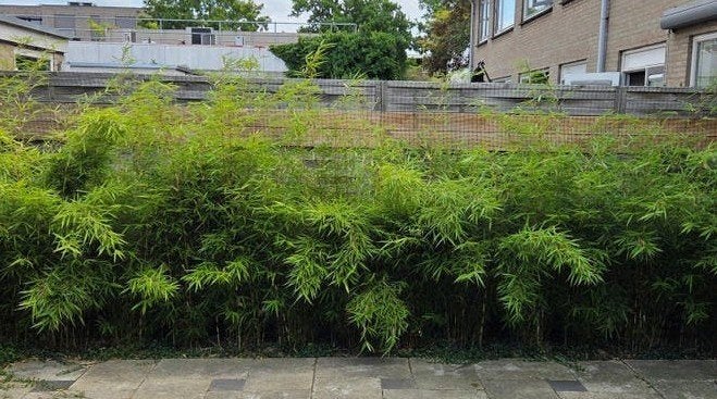 9 Fargesia Robusta Campbell bamboeplanten, 1.75-2.00m, Ophalen, Bloeit niet, Overige soorten, Halfschaduw