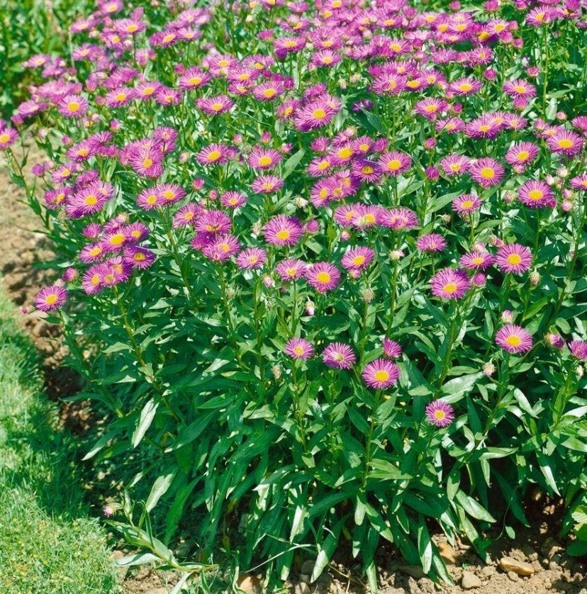 Erigeron S. Pink Jewel - Chenievrij - P9 - Staffelkorting!, Overige soorten, Volle zon, Vaste plant, Ophalen of Verzenden