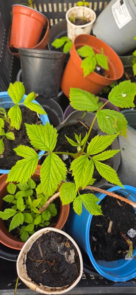 Frambozen planten, Tuin en Terras, Planten | Tuinplanten, Ophalen of Verzenden, Overige soorten, Volle zon