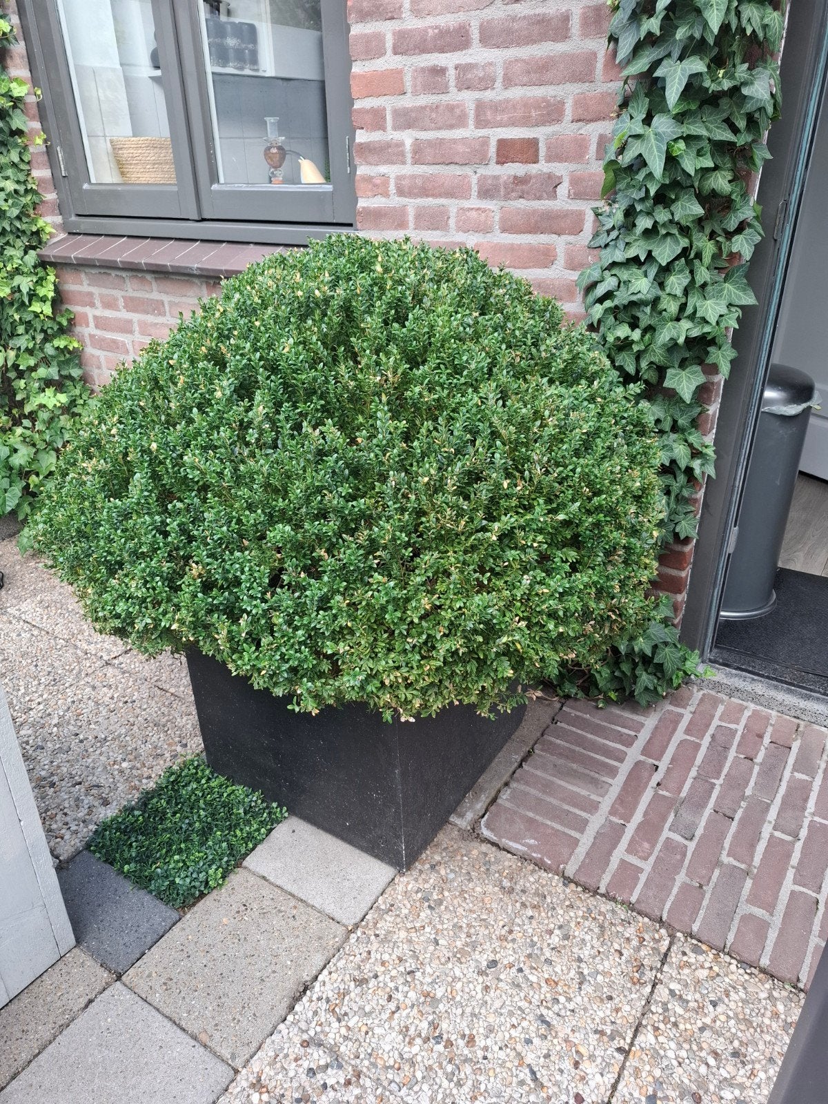 Buxus, Ophalen, Overige soorten, 250 cm of meer