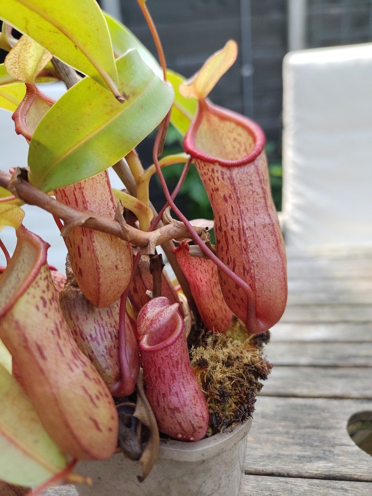 Vleesetende plant Nepenthes Ventricosa x Xiphioides, Ophalen