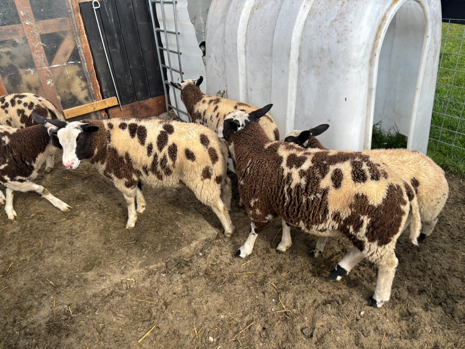 6 bonte rammen, Dieren en Toebehoren, Mannelijk, Schaap