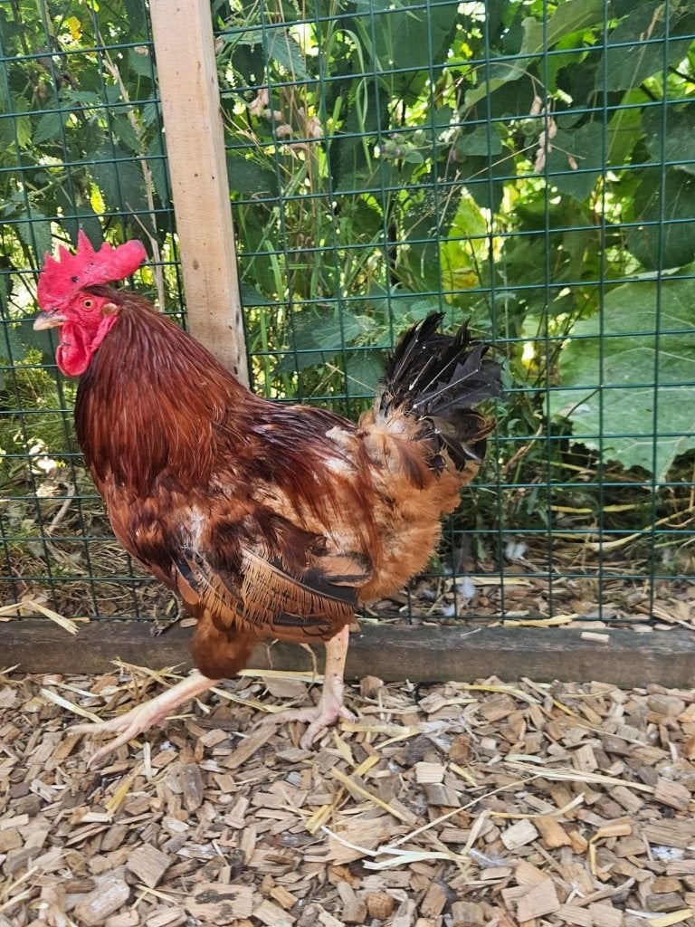 Samsung zoekt een huisje! (kip), Mannelijk, Kip