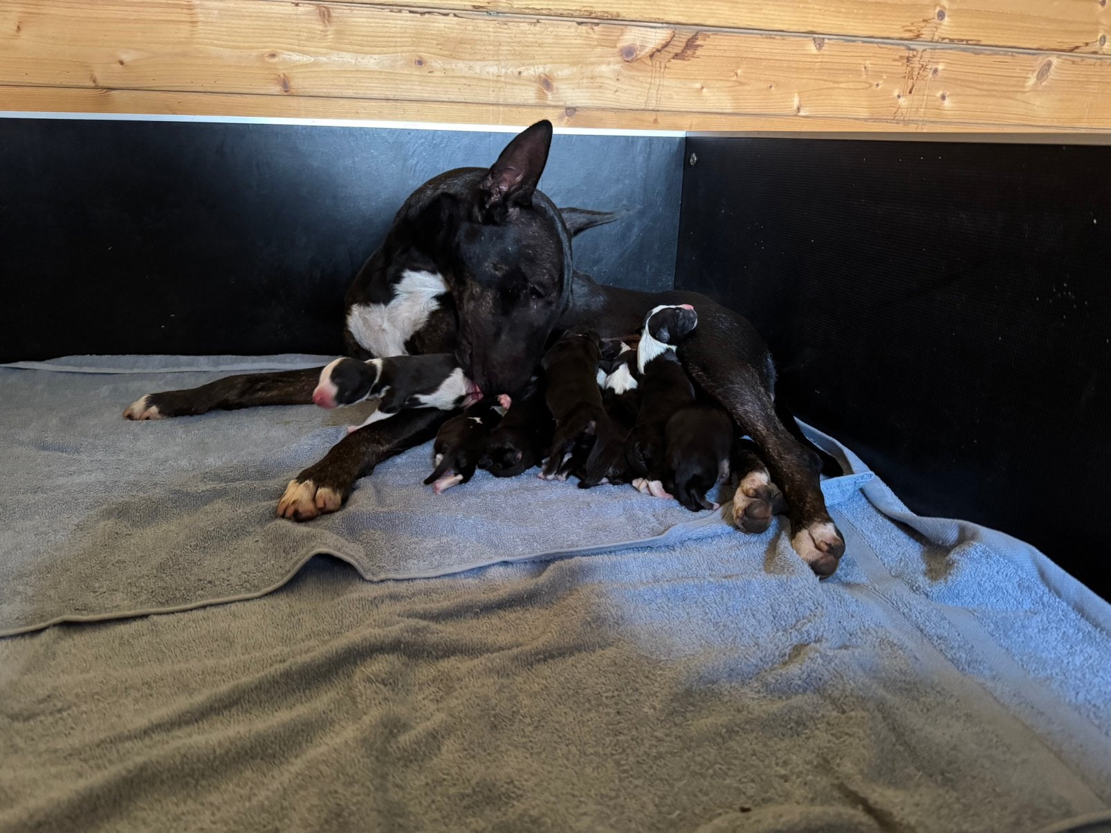 Nestje standaard bull terrier geboren, Dieren en Toebehoren, 8 tot 15 weken, Meerdere, Meerdere dieren, Parvo
