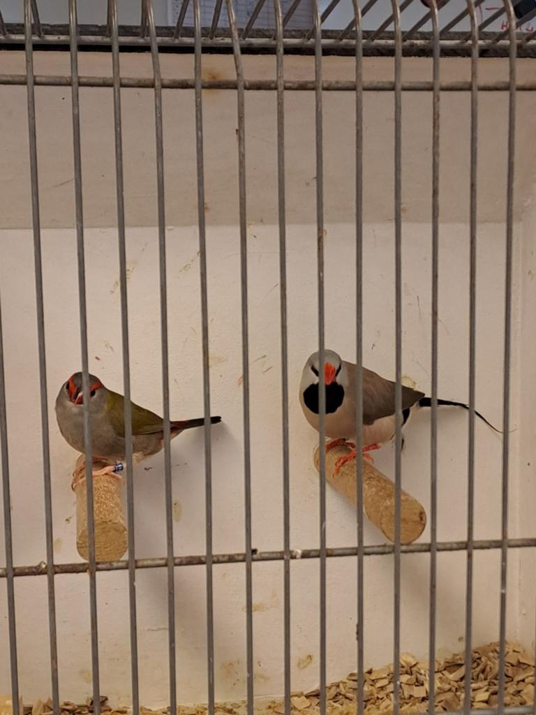 Dornastrilde en spitstaart, Dieren en Toebehoren, Meerdere dieren, Geringd