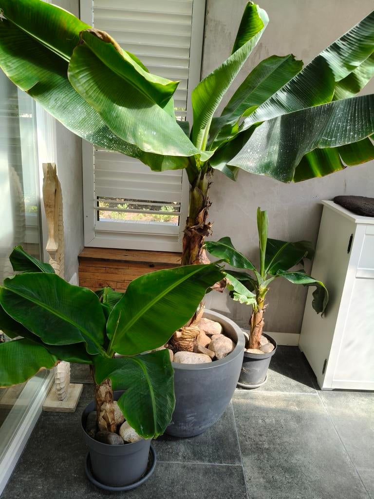 Mooie Bananenplanten, Ophalen, Volle zon, Vaste plant, Bloeit niet