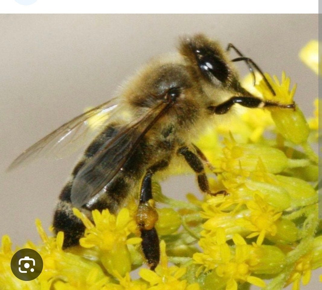 Carnica, Dieren en Toebehoren, Insecten en Spinnen