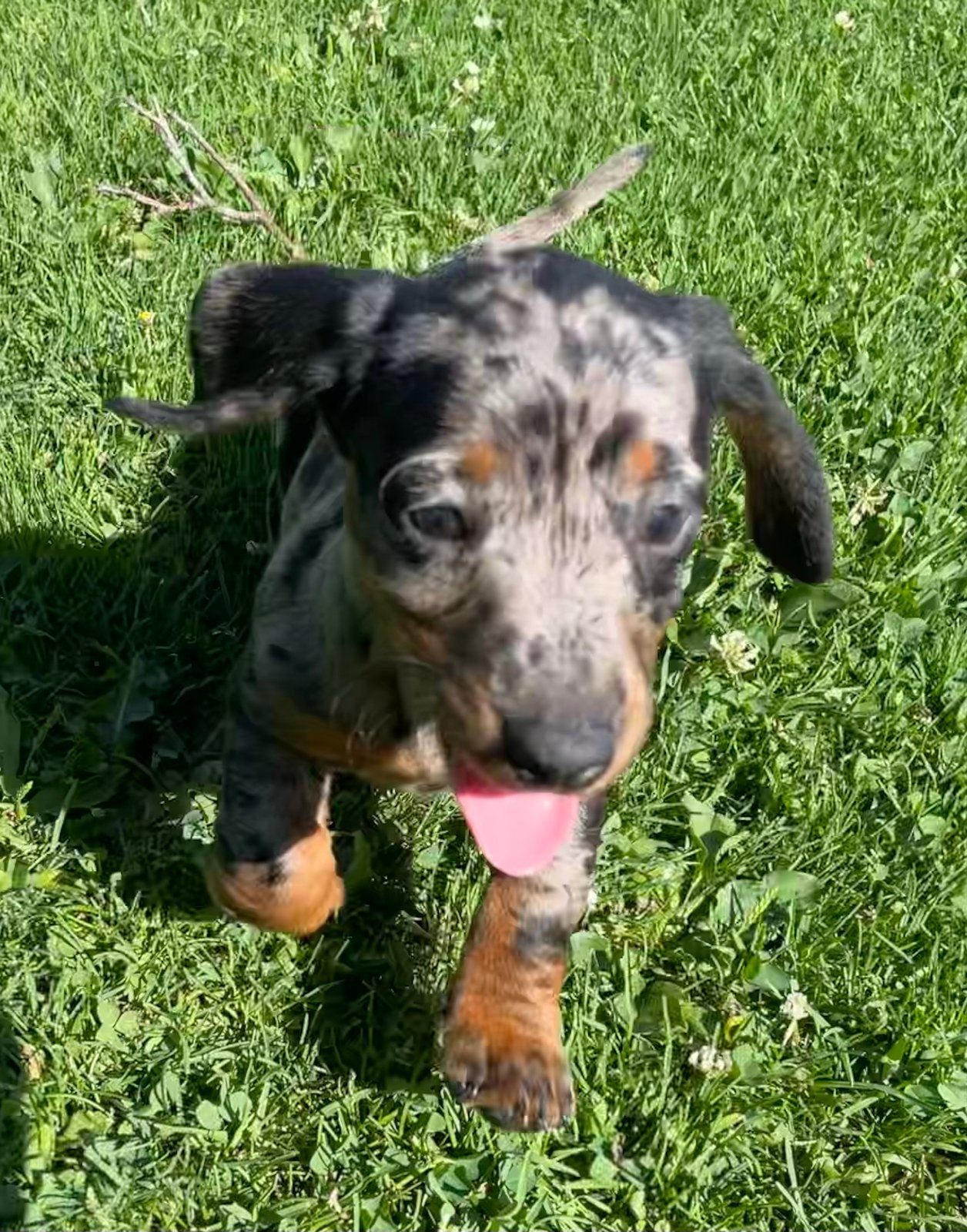 Teckel pups 900, Parvo, Standaard, 8 tot 15 weken, Korthaar