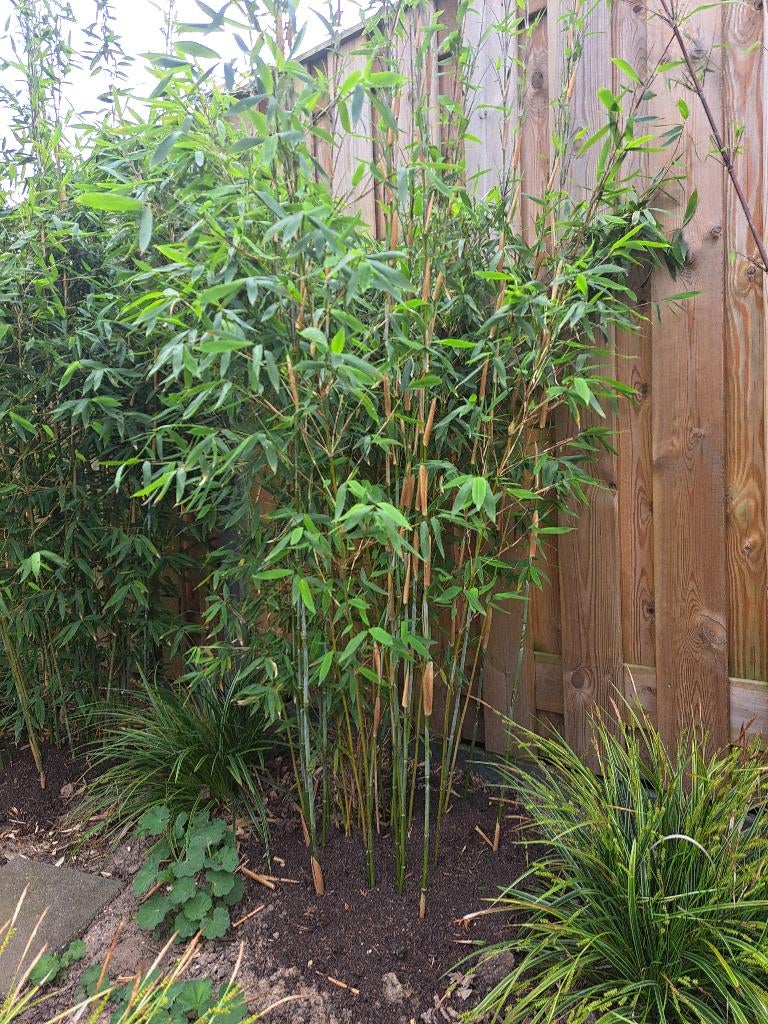 bamboe, bamboeplanten, Vaste plant, Bloeit niet, Halfschaduw, Ophalen