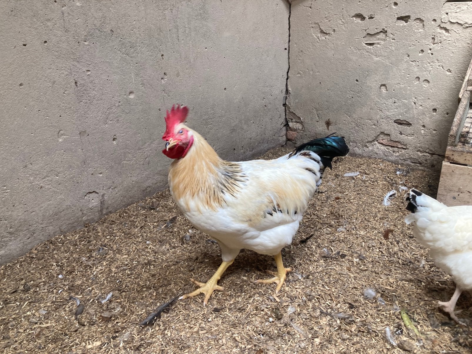 Haan te koop Sussex Colombia, Dieren en Toebehoren, Mannelijk, Kip