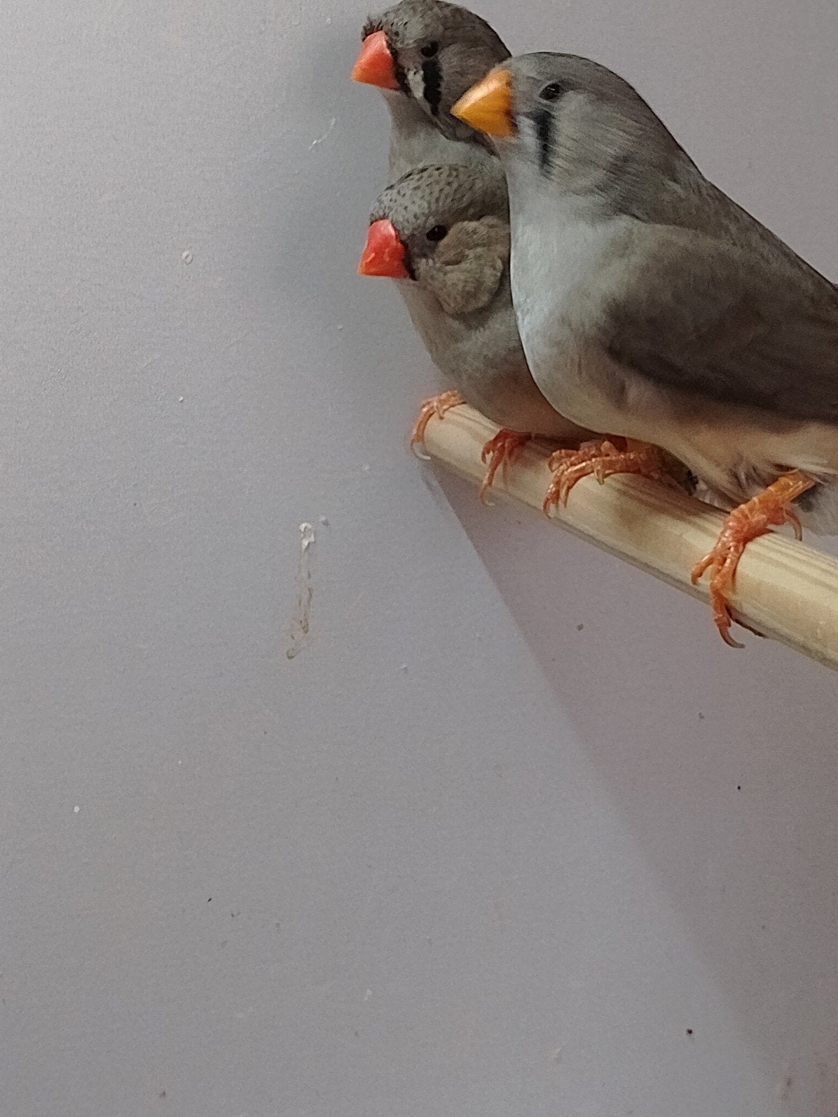 koppel bl.face zwartborst geel snavel grote vogels, Dieren en Toebehoren