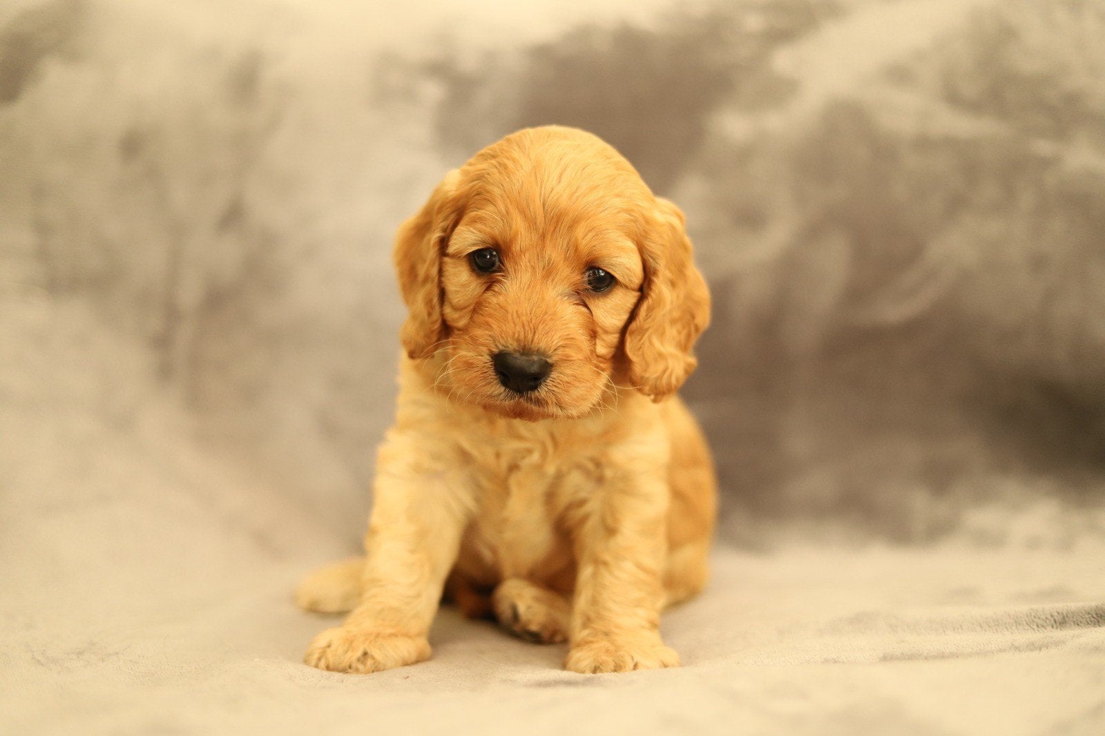Cockapoo pup, Dieren en Toebehoren, Overige rassen, 8 tot 15 weken, Parvo, Meerdere