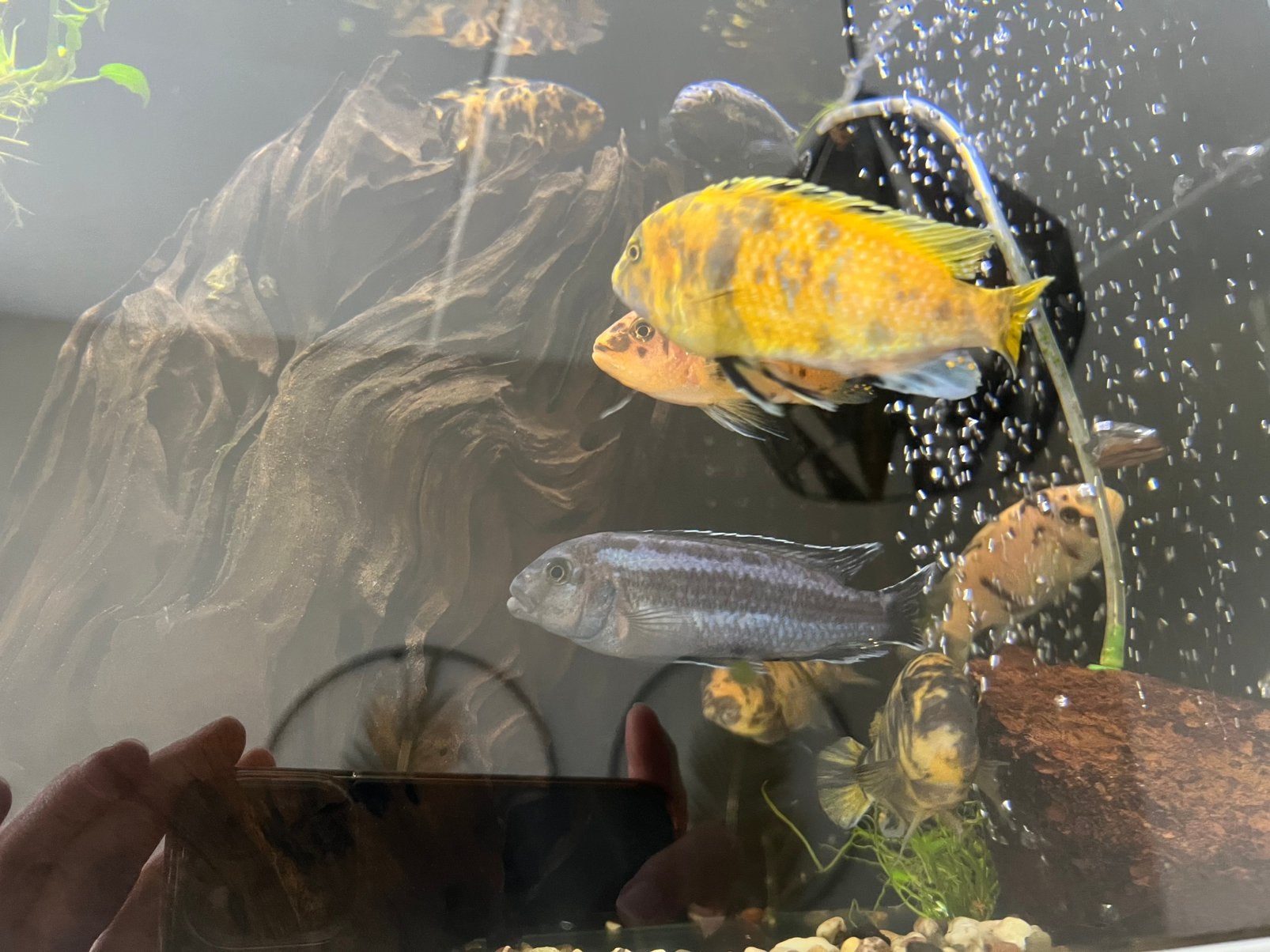 Malawi cichliden 12 cm, Vis