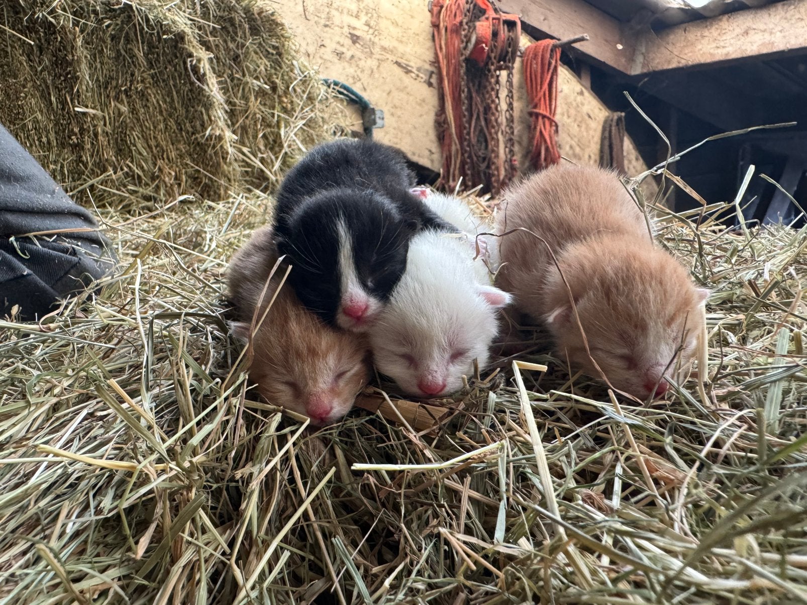 Lieve/sociale kittens, Meerdere dieren