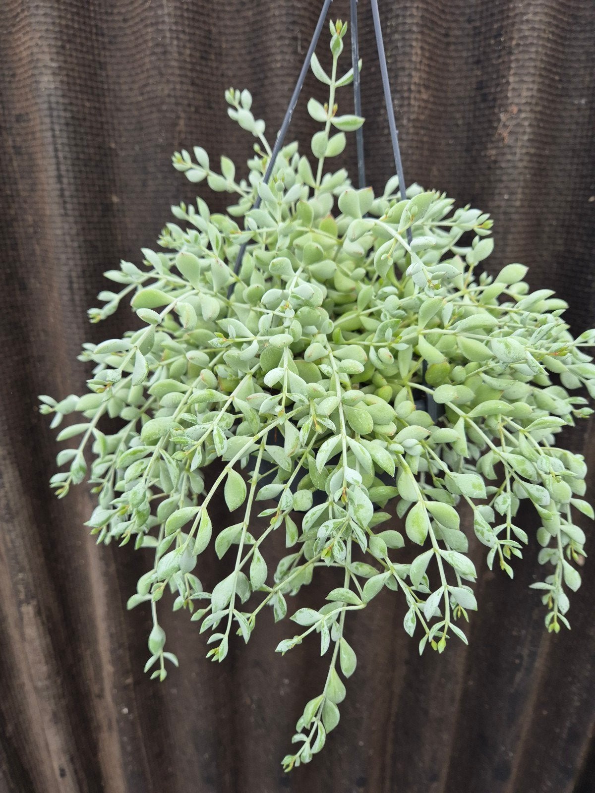 Cotyledon Pendens p14 (1)