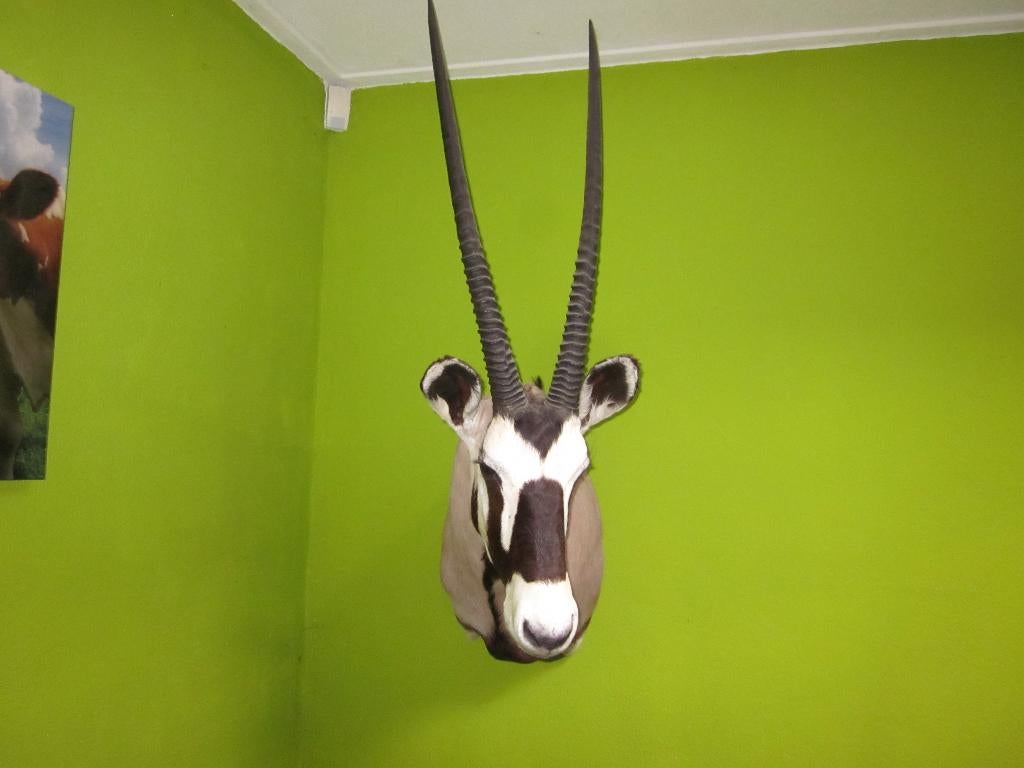 Te Koop opgezette Gemsbok., Gebruikt, Meerkleurig, Ophalen of Verzenden, Natuurlijk materiaal