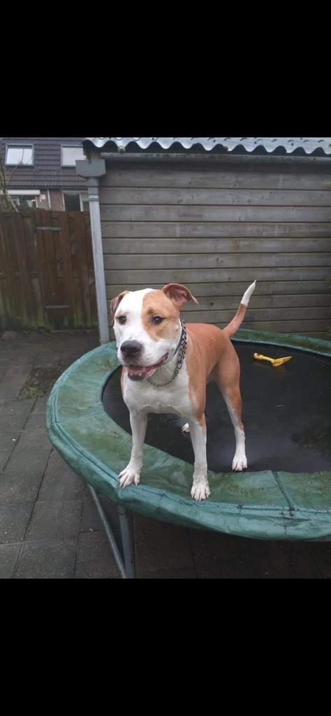 Ter adoptie Jaxx 10jaar, Dieren en Toebehoren, Paardrijkleding, Schoeisel, Overige soorten, Ophalen