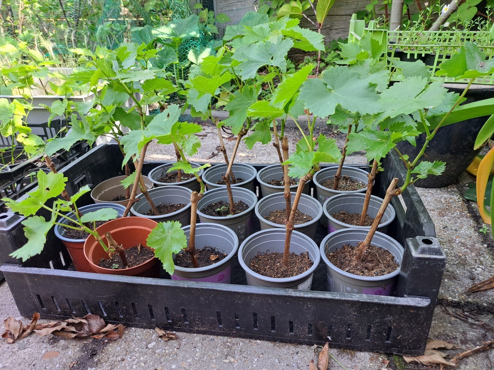 Druif Vitis 'Frankenthaler' - Goed Gewortelde Stekken, Ophalen, Eenjarig, Volle zon