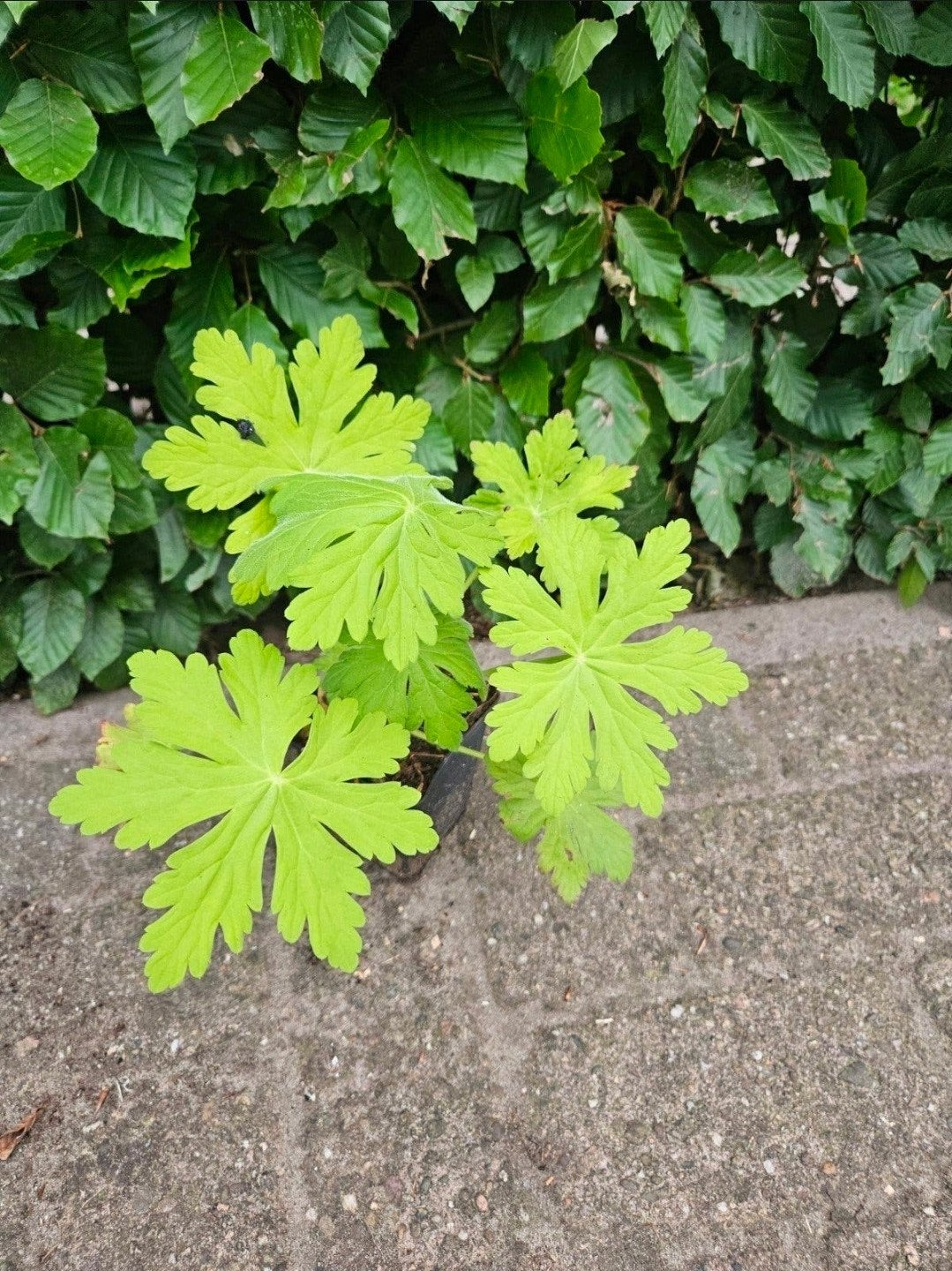 Geranium  in pot, Ophalen, Bodembedekkers, Vaste plant, Halfschaduw