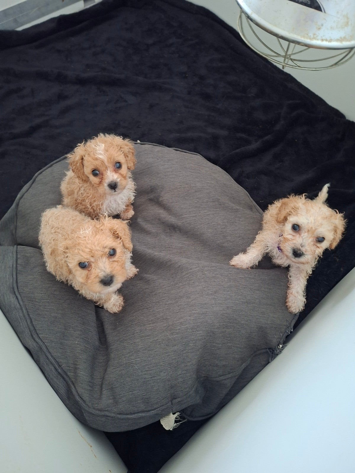 maltipoo puppy's, Overige rassen, 8 tot 15 weken, Meerdere, Meerdere dieren