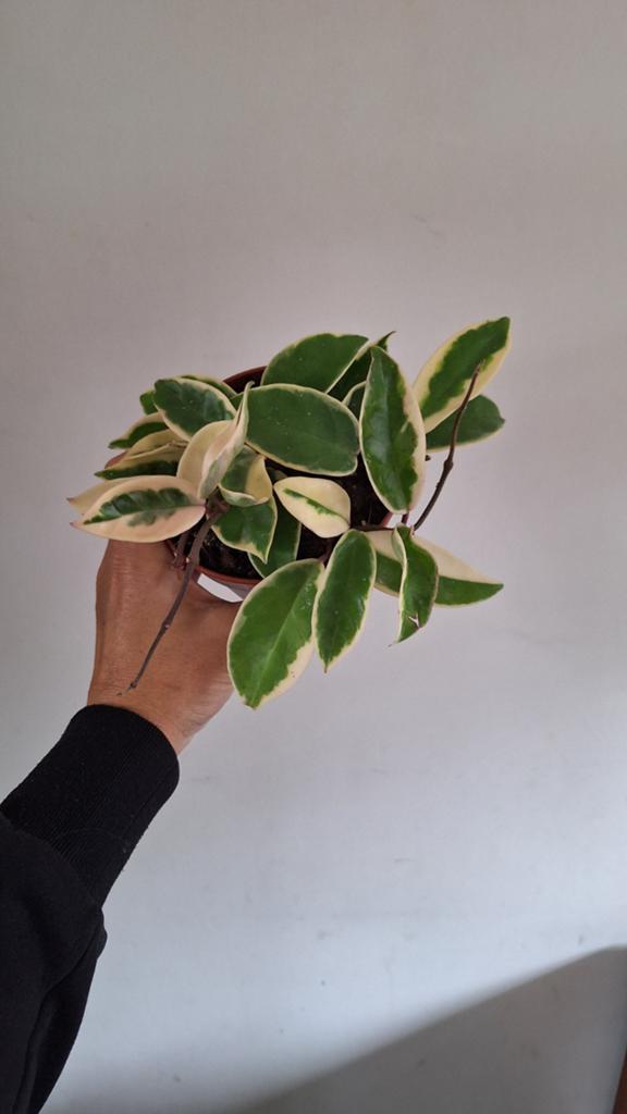Hoya Carnosa, Huis en Inrichting, Kamerplanten, Ophalen, Halfschaduw, Minder dan 100 cm