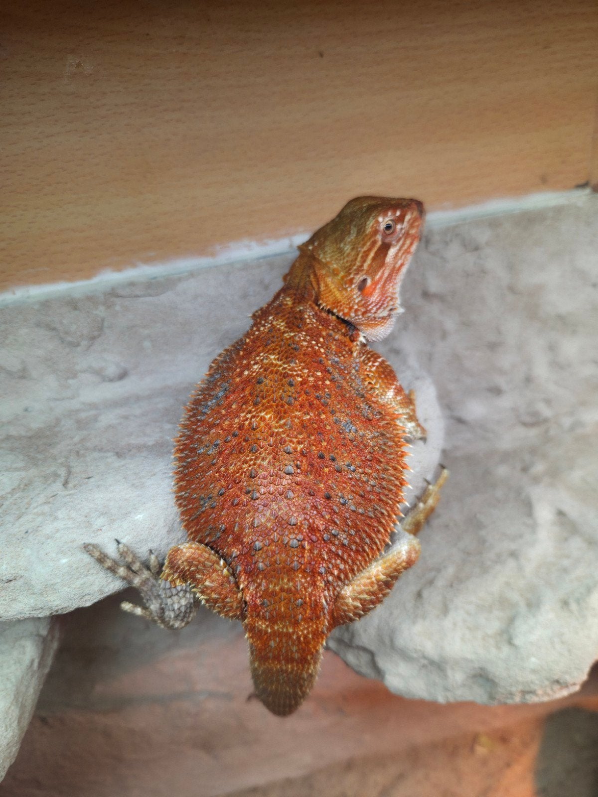 mooi spanishred tiger baardagaam vrouwtje aangeboden, Hagedis, Tam, 0 tot 2 jaar