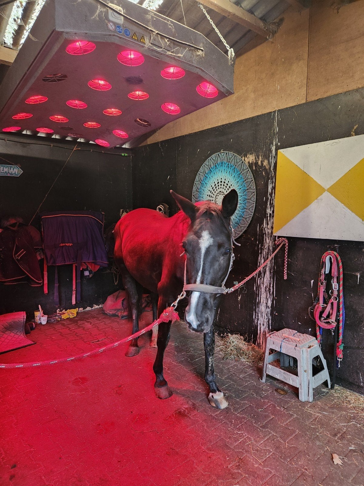Solarium  paard, Dieren en Toebehoren, Ophalen, Gebruikt, Overige typen