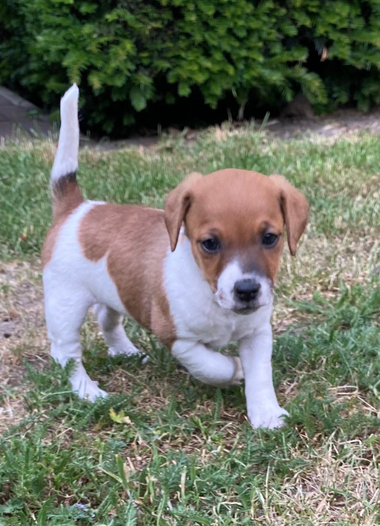 Jack Russel pups, Jack Russell Terriër, 8 tot 15 weken, Parvo, Meerdere