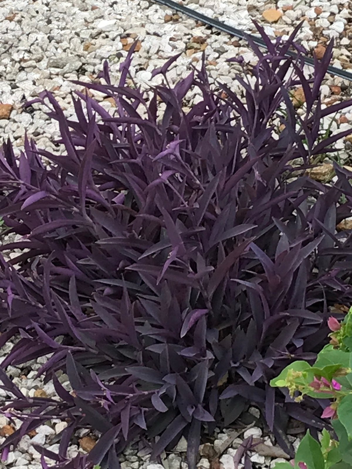 Zeldzame tradescantia stekken voor maar 50 cent per stek, Huis en Inrichting, Ophalen of Verzenden