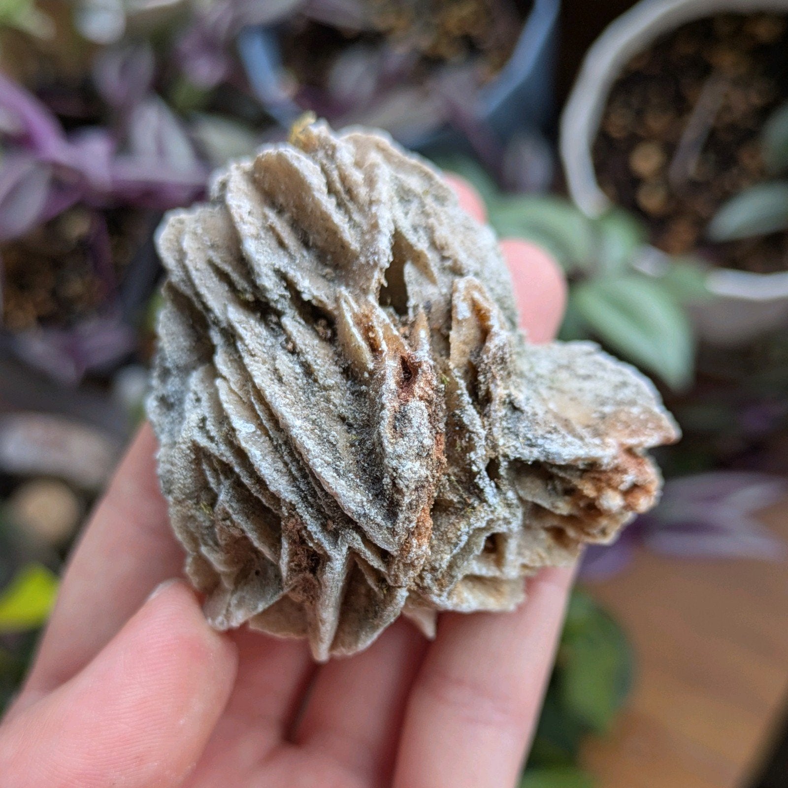 Woestijnroos / desert rose, Ophalen of Verzenden, Overige typen