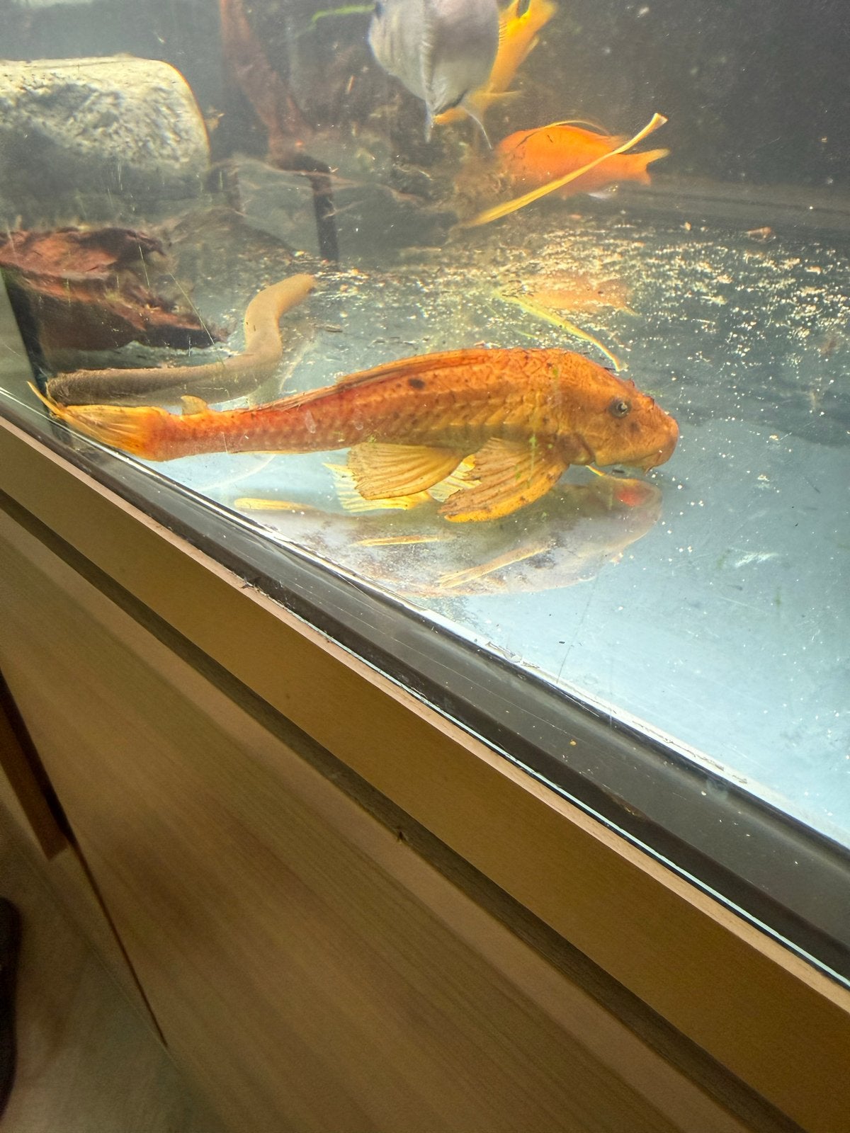 Zeilvin (Sailfin) Pleco koppel, Vis