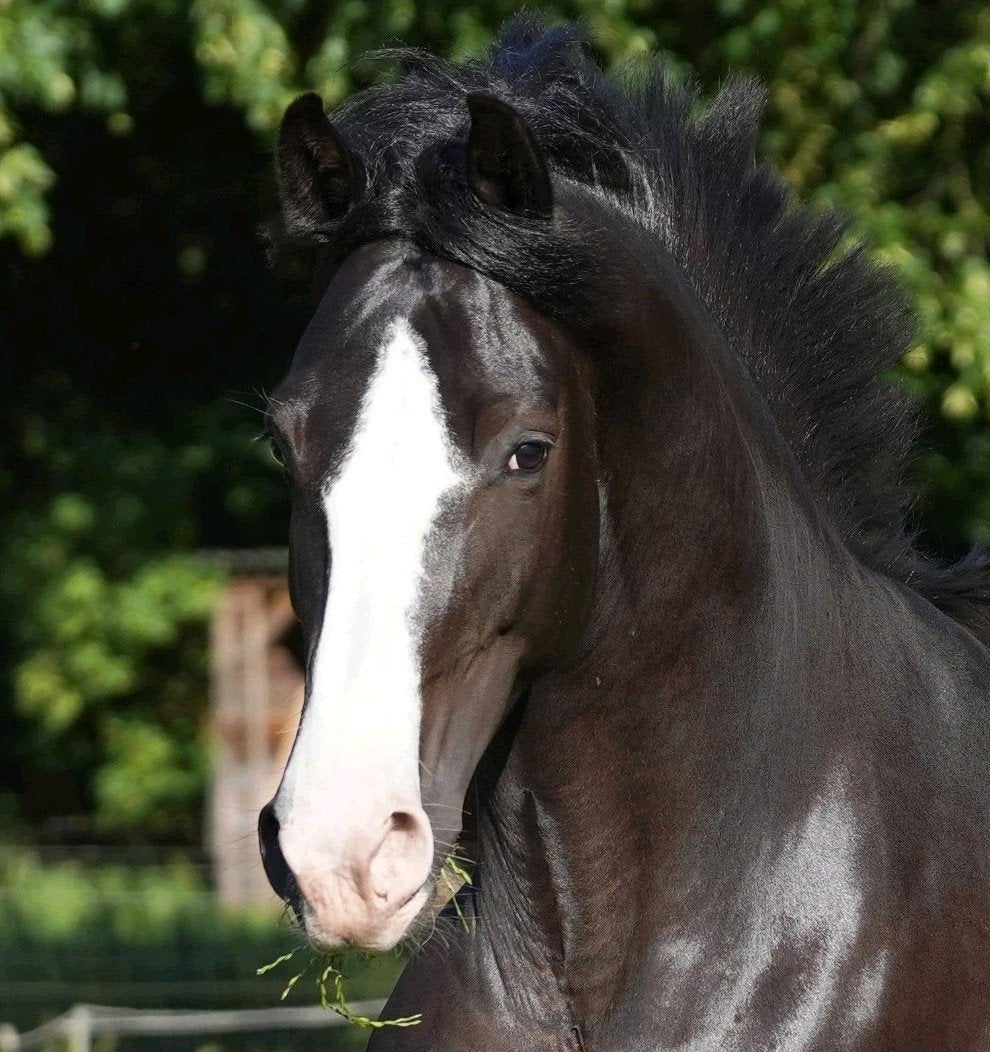 Knappe 7 jarige KWPN merrie v. Desperado, Merrie, Met stamboom, Dressuurpaard, 7 tot 10 jaar