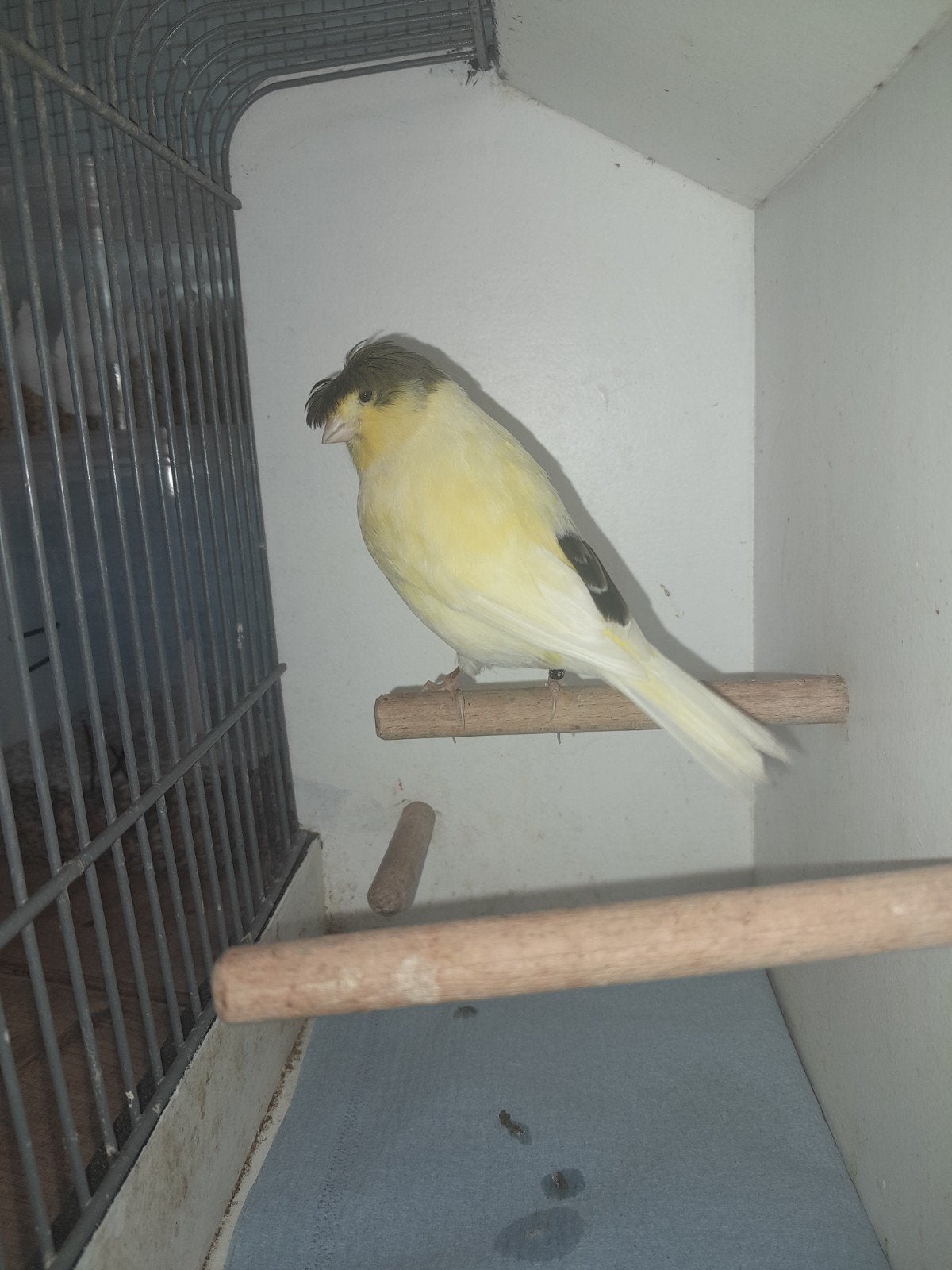 Gloster kanaries, Meerdere dieren, Postuurkanarie